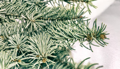 Naklejka na ściany i meble Branch of fir on Reflective grey background. Toned.