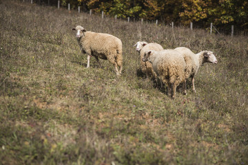 Domestic flock of sheep grazing the grass in the field on a mountain