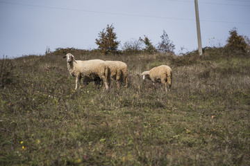 Obraz premium Domestic herd of sheep grazing grass in a field on a mountain
