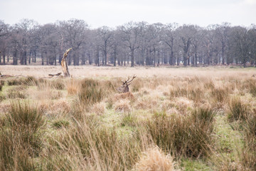 Deers roaming free in the outdoors park