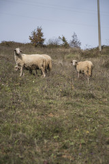 Fototapeta premium Domestic herd of sheep grazing grass in a field on a mountain