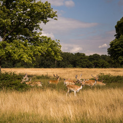 Deers roaming free in the outdoors park