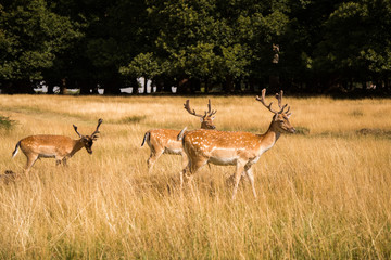 Deers roaming free in the outdoors park