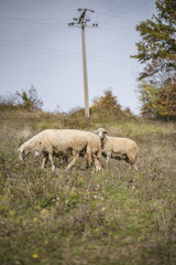 Domestic herd of sheep grazing grass in a field on a mountain