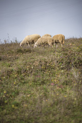 Domestic herd of sheep grazing grass in a field on a mountain