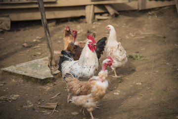 Chicken and hen on a farmyard