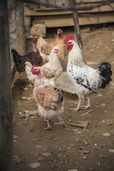 Chicken and hen on a farmyard