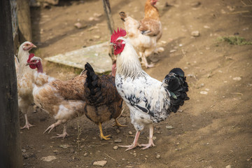 Chicken and hen on a farmyard