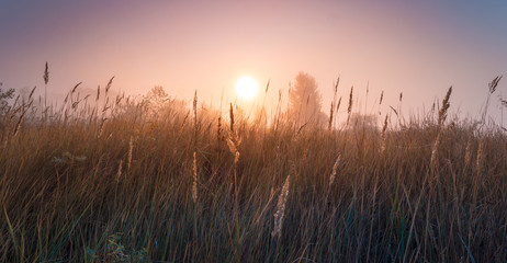 Wild meadow panorama landscape. Sunrise over foggy meadow with spiderwebs on the grass.