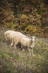 Domestic sheep grazing the grass on a grassy field