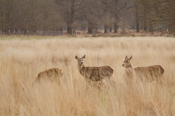 Deers roaming free in the outdoors park