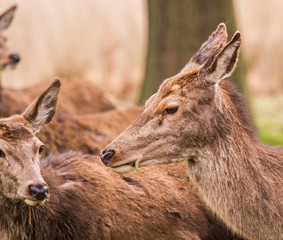 Deers roaming free in the outdoors park