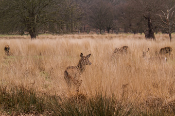 Deers roaming free in the outdoors park