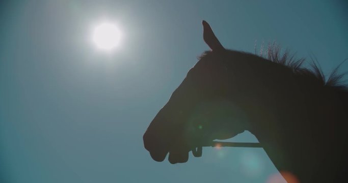 silhouette of a thoroughbred racing stallion horse close-up in slow motion