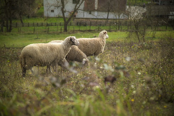 Fototapeta premium Domestic sheep grazing the grass on a grassy field