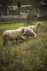 Obraz na płótnie Canvas Domestic sheep grazing the grass on a grassy field