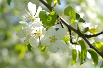 The branch of blossoming apple tree.
Illuminated by the sun white apple tree flowers. The branch is located on the diagonal.