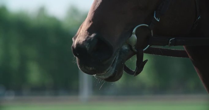 the face of thoroughbred racing stallion horse close-up in slow motion