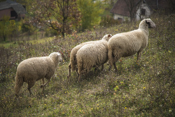 Domestic sheep grazing the grass on a grassy field
