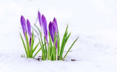 Spring first flowers. Beautiful violet crocuses in the snow.