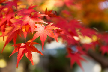 Maple tree in autumn