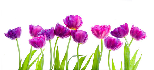 Purple tulips, isolated on white..