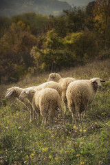 Obraz premium Domestic sheep grazing the grass on a grassy field