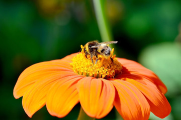 Hummel beim Nektar sammeln