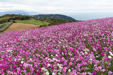 Obraz premium Cosmos flower