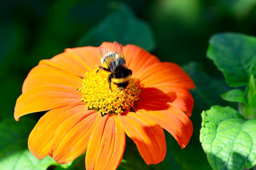 Hummel beim Nektar sammeln