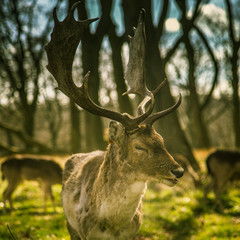 Beautiful portrait of a deer roaming free in the park