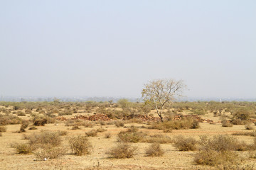 Tree in a desert