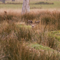 Fototapeta na wymiar Beautiful portrait of a deer roaming free in the park