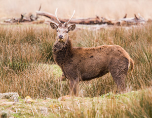 Beautiful portrait of a deer roaming free in the park