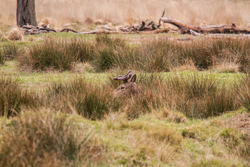Beautiful portrait of a deer roaming free in the park