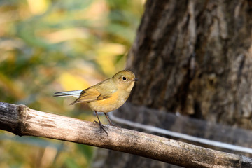 ルリビタキ　若鳥