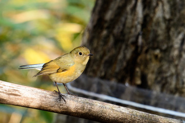 ルリビタキ　若鳥