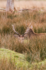Beautiful portrait of a deer roaming free in the park