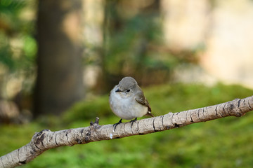 オジロビタキ　メス