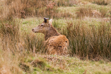 Fototapeta premium Beautiful portrait of a deer roaming free in the park