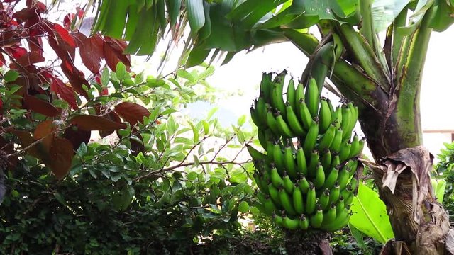 Bananeira com cacho de bananas.