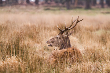 Beautiful portrait of a deer roaming free in the park