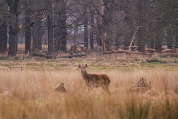 Beautiful portrait of a deer roaming free in the park