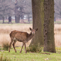 Beautiful portrait of a deer roaming free in the park