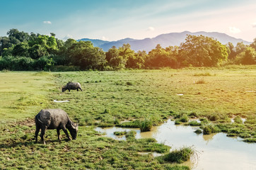 Buffalo in field with sunset sky and tree background.