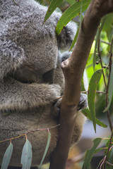 Koala in Gumtree