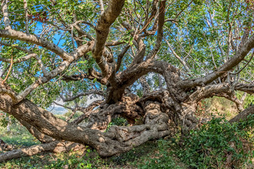 Fototapeta premium Carob tree treetop