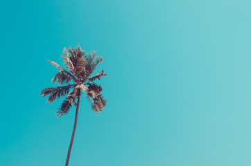 Obraz premium Copy space of palm tree on blue sky