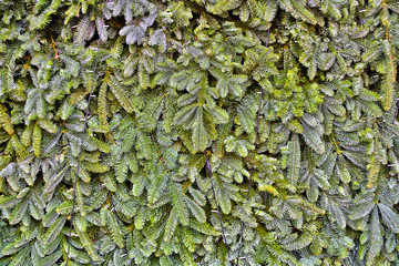 Rich textured leaves of evergreen coniferous tree