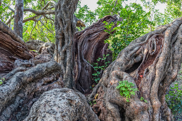 Carob tree trunk
